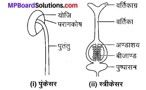 MP Board Class 7th Science Solutions Chapter 12 पादप में जनन 1