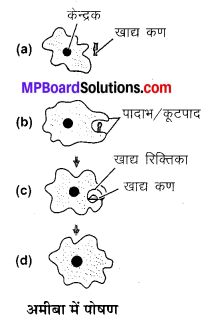 MP Board Class 10th Science Solutions Chapter 6 जैव प्रक्रम 12