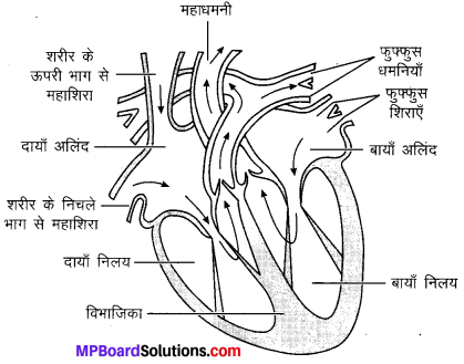 MP Board Class 10th Science Solutions Chapter 6 जैव प्रक्रम 17