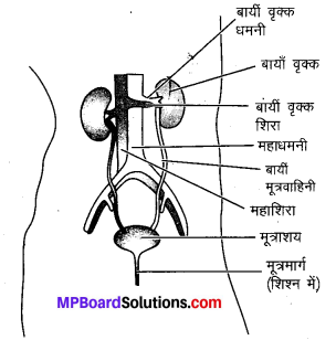 MP Board Class 10th Science Solutions Chapter 6 जैव प्रक्रम 18
