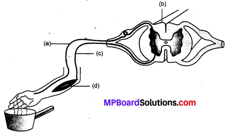 MP Board Class 10th Science Solutions Chapter 7 नियंत्रण एवं समन्वय 4