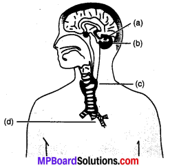 MP Board Class 10th Science Solutions Chapter 7 नियंत्रण एवं समन्वय 5