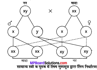 MP Board Class 10th Science Solutions Chapter 9 अनुवांशिकता एवं जैव विकास 1