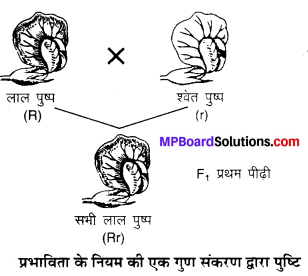MP Board Class 10th Science Solutions Chapter 9 अनुवांशिकता एवं जैव विकास 6
