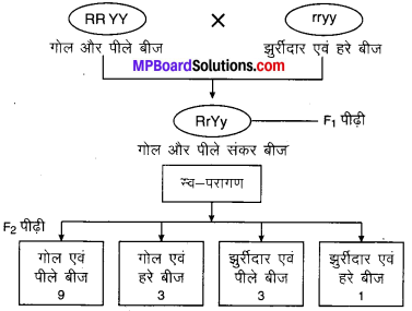 MP Board Class 10th Science Solutions Chapter 9 अनुवांशिकता एवं जैव विकास 8