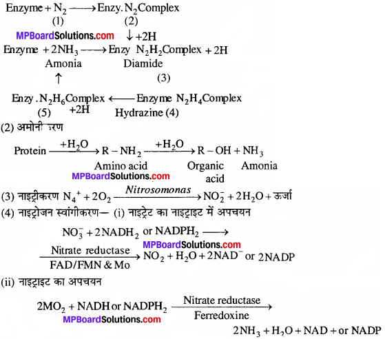 MP Board Class 11th Biology Solutions Chapter 12 खनिज पोषण - 4