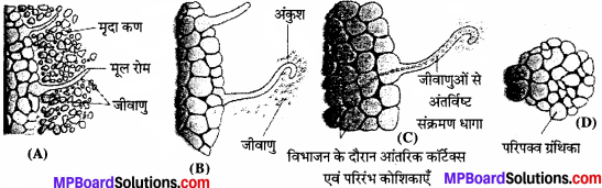 MP Board Class 11th Biology Solutions Chapter 12 खनिज पोषण - 7