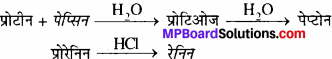 MP Board Class 11th Biology Solutions Chapter 16 पाचन एवं अवशोषण - 4