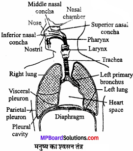 MP Board Class 11th Biology Solutions Chapter 17 श्वसन और गैसों का विनिमय - 7