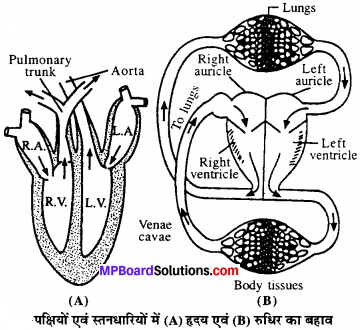 MP Board Class 11th Biology Solutions Chapter 18 शरीर द्रव तथा परिसंचरण - 3