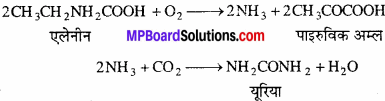 MP Board Class 11th Biology Solutions Chapter 19 उत्सर्जी उत्पाद एवं उनका निष्कासन - 2