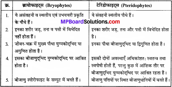 MP Board Class 11th Biology Solutions Chapter 3 वनस्पति जगत - 11