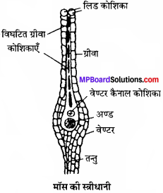 MP Board Class 11th Biology Solutions Chapter 3 वनस्पति जगत - 8