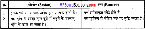 MP Board Class 11th Biology Solutions Chapter 5 पुष्पी पादपों की आकारिकी - 29