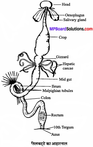 MP Board Class 11th Biology Solutions Chapter 7 प्राणियों में संरचनात्मक संगठन - 2