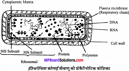 MP Board Class 11th Biology Solutions Chapter 8 कोशिका जीवन की इकाई - 10