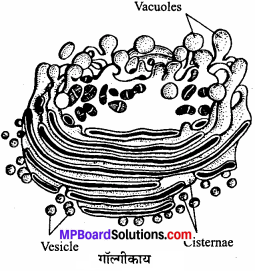 MP Board Class 11th Biology Solutions Chapter 8 कोशिका जीवन की इकाई - 5