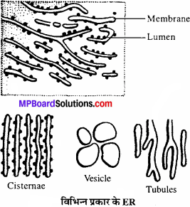 MP Board Class 11th Biology Solutions Chapter 8 कोशिका जीवन की इकाई - 6