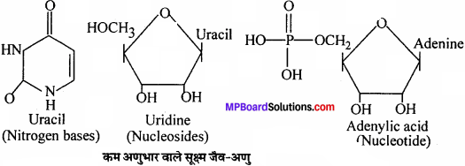 MP Board Class 11th Biology Solutions Chapter 9 जैव अणु - 11