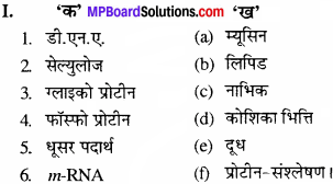 MP Board Class 11th Biology Solutions Chapter 9 जैव अणु - 25
