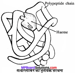 MP Board Class 11th Biology Solutions Chapter 9 जैव अणु - 4