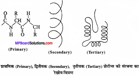 MP Board Class 11th Biology Solutions Chapter 9 जैव अणु - 5