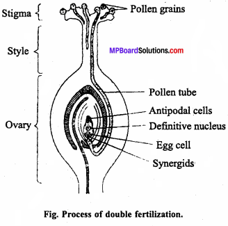 MP Board Class 12th Biology Important Questions Chapter 2 Sexual Reproduction in Flowering Plants 8