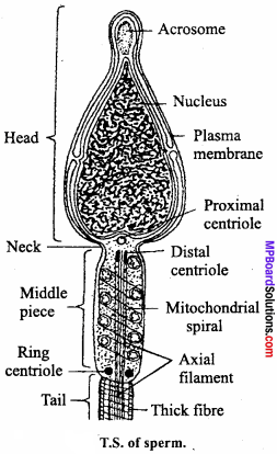 MP Board Class 12th Biology Important Questions Chapter 3 Human Reproduction 11