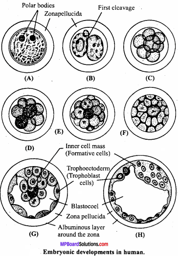MP Board Class 12th Biology Important Questions Chapter 3 Human Reproduction 14