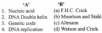 MP Board Class 12th Biology Important Questions Chapter 6 Molecular Basis of Inheritance 3
