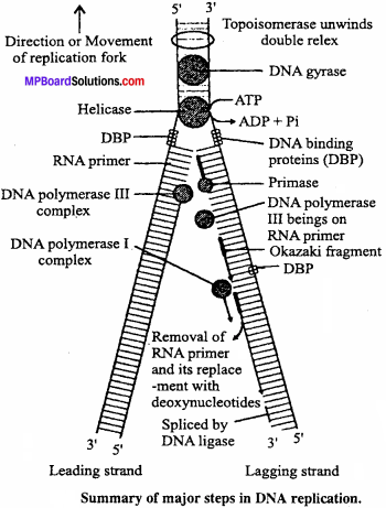 MP Board Class 12th Biology Important Questions Chapter 6 Molecular Basis of Inheritance 7