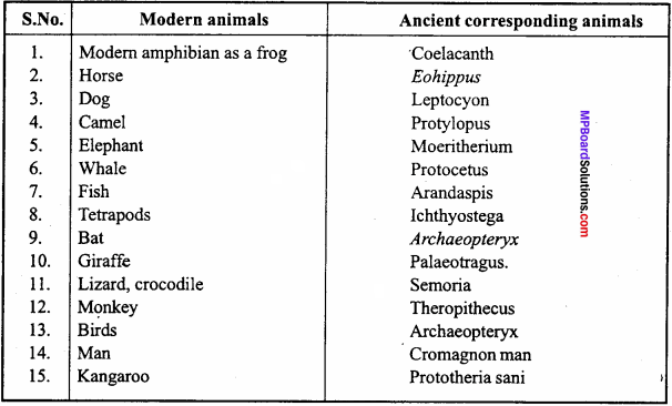 MP Board Class 12th Biology Important Questions Chapter 7 Evolution 6