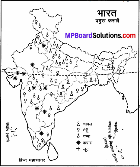 MP Board Class 6th Social Science Solutions Chapter 25 भारत की प्रमुख फसलें img 2