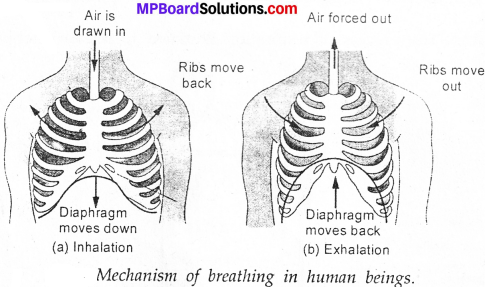 MP Board Class 7th Science Solutions Chapter 10 Respiration in Organisms image 10