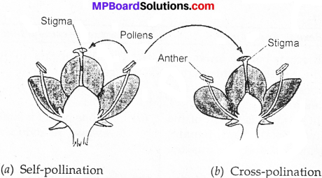 MP Board Class 7th Science Solutions Chapter 12 Reproduction in Plants img 5 and 6