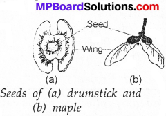 MP Board Class 7th Science Solutions Chapter 12 Reproduction in Plants img 8