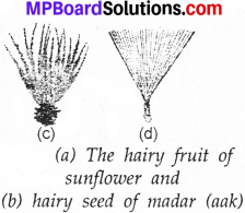 MP Board Class 7th Science Solutions Chapter 12 Reproduction in Plants img 9