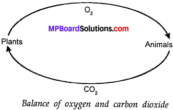 MP Board Class 7th Science Solutions Chapter 17 Forests Our Lifeline img 1