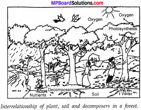 MP Board Class 7th Science Solutions Chapter 17 Forests Our Lifeline img 4