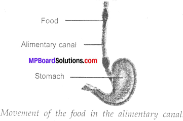 MP Board Class 7th Science Solutions Chapter 2 Nutrition in Animals img-12