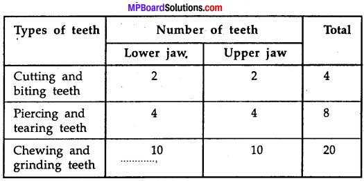 MP Board Class 7th Science Solutions Chapter 2 Nutrition in Animals – MP  Board Solutions