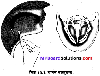 MP Board Class 8th Science Solutions Chapter 13 ध्वनि 4