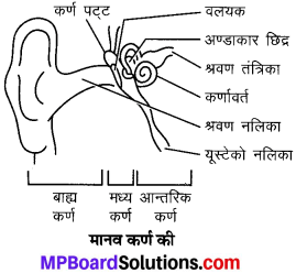 MP Board Class 9th Science Solutions Chapter 12 ध्वनि image 18