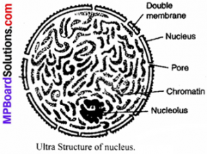 MP Board Class 9th Science Solutions Chapter 5 The Fundamental Unit of