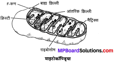 MP Board Class 9th Science Solutions Chapter 5 जीवन की मौलिक इकाई image 9