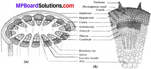 MP Board Class 9th Science Solutions Chapter 6 Tissues 11
