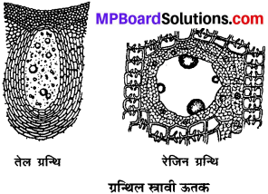 MP Board Class 9th Science Solutions Chapter 6 ऊतक image 15
