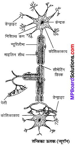 MP Board Class 9th Science Solutions Chapter 6 ऊतक image 25