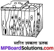 MP Board Class 9th Science Solutions Chapter 6 ऊतक image 30
