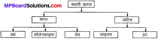 MP Board Class 9th Science Solutions Chapter 6 ऊतक image 7